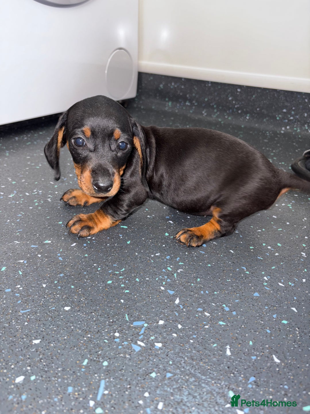 Dachshund dogs for sale: Dachshund puppys - Image 4