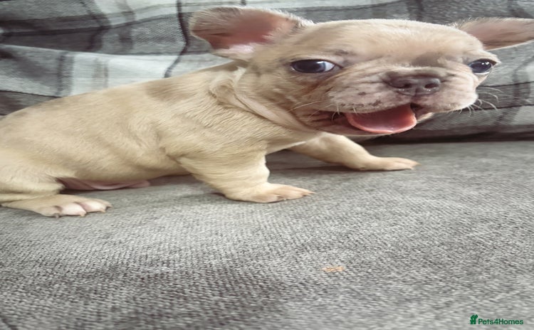 French Bulldog dogs - Advert 7