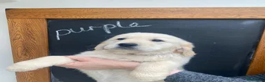 Golden Retriever Puppy 7
