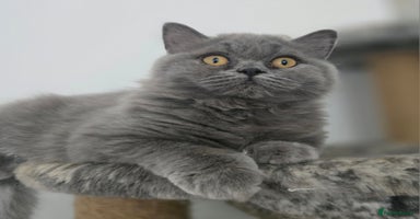 British Shorthair cats - Advert 5
