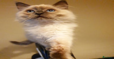 Ragdoll cats Stunning Adult Ragdoll and Kittens available!  - Advert 6