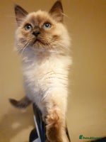 Ragdoll cats Stunning Adult Ragdoll and Kittens available! - Advert 6