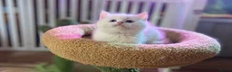Munchkin cats for sale: Full Pedigree Munchkin Kittens( 7 weeks old)  - Advert 27