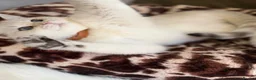 British Shorthair cats for sale: British shorthair beautiful golden kittens  - Advert 14
