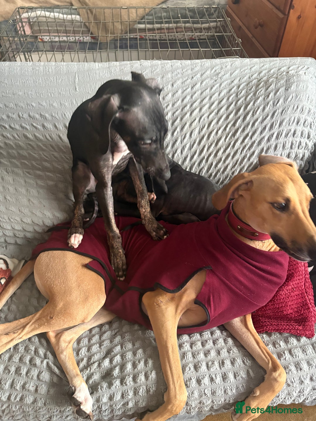Mixed Breed dogs for sale: Saluki x lurcher/whippet puppies - Image 6