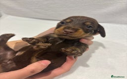 Dachshund dogs for sale: Dachshund puppies  - Image 8