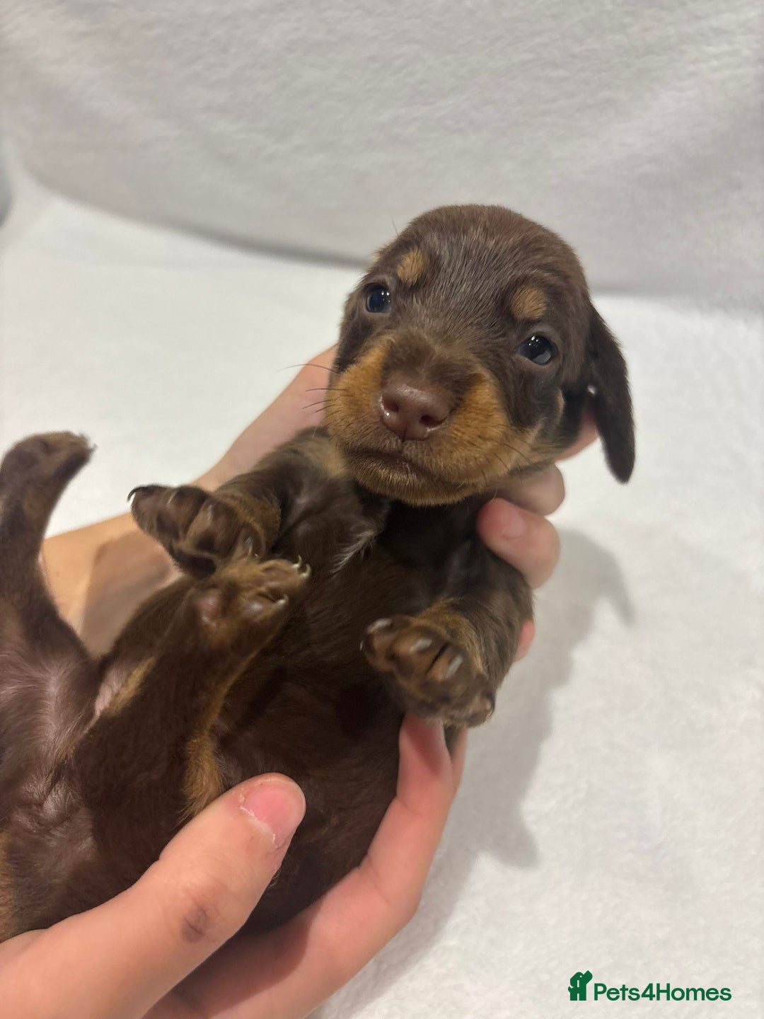 Dachshund dogs for sale: Dachshund puppies  - Image 8