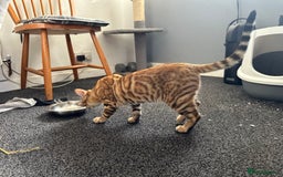 Bengal cats for sale: Bengal kittens  - Image 4