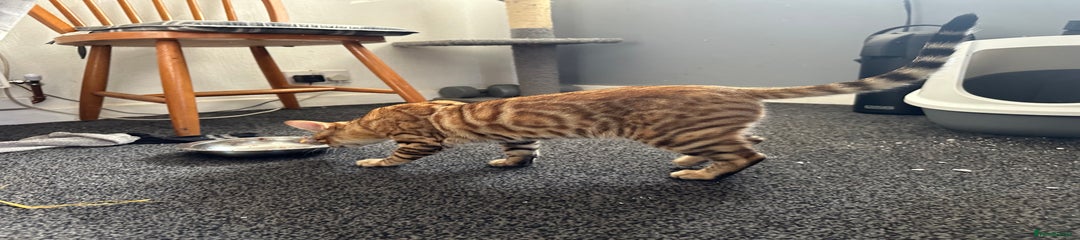 Bengal Kitten 4