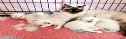 Ragdoll cats for sale: 🐾Brother and sister ready now🐾 - Advert 2