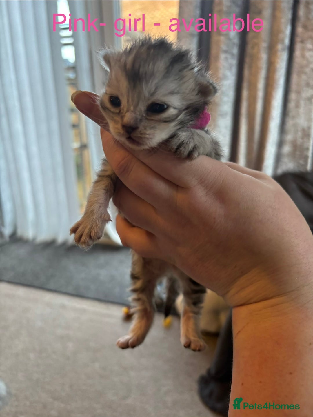 Persian cats for sale: Persian X Mainecoon kittens - Advert 9