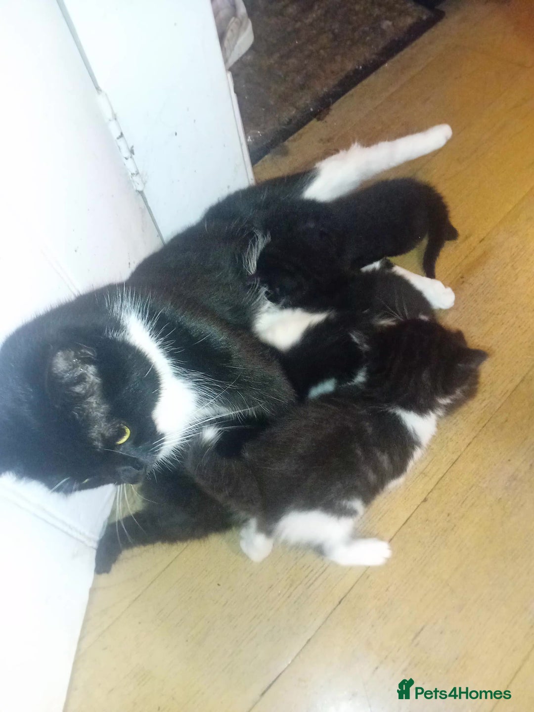 Persian cats for sale: 5 Persian kittens ready just before  ** . - Advert 2