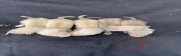 Ferret rodents for sale: Polecat x silver half angora ferrets - Advert 2