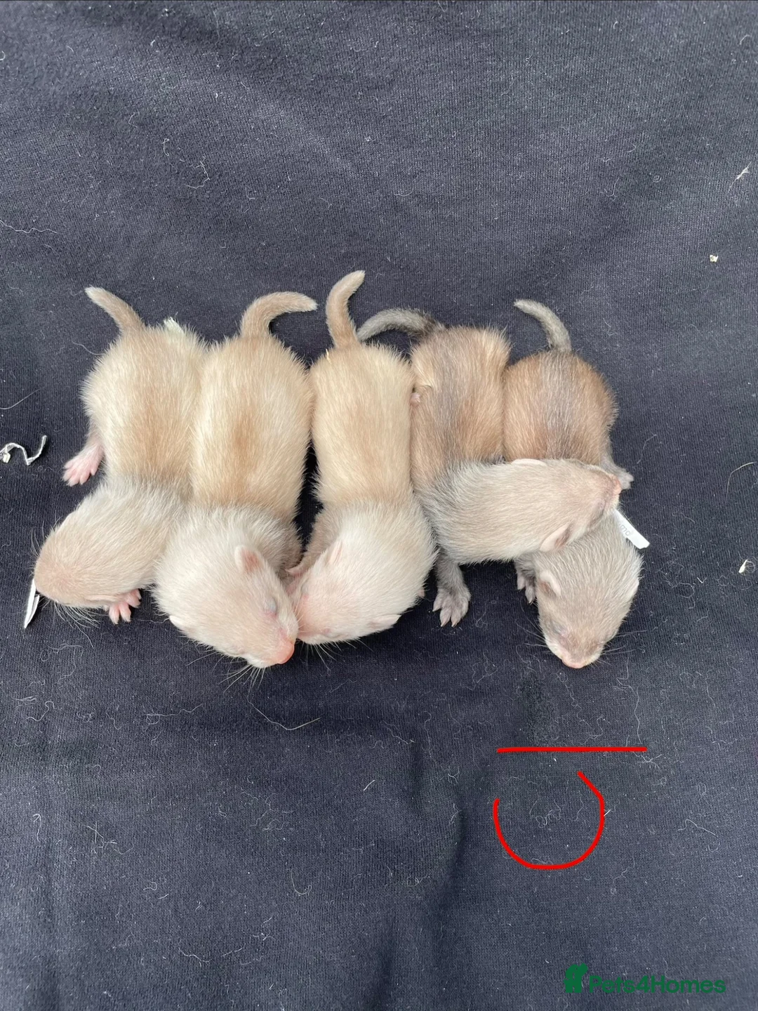 Ferret rodents for sale: Polecat x silver half angora ferrets - Advert 2