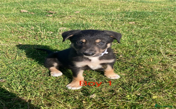 Mixed Breed dogs - Advert 2