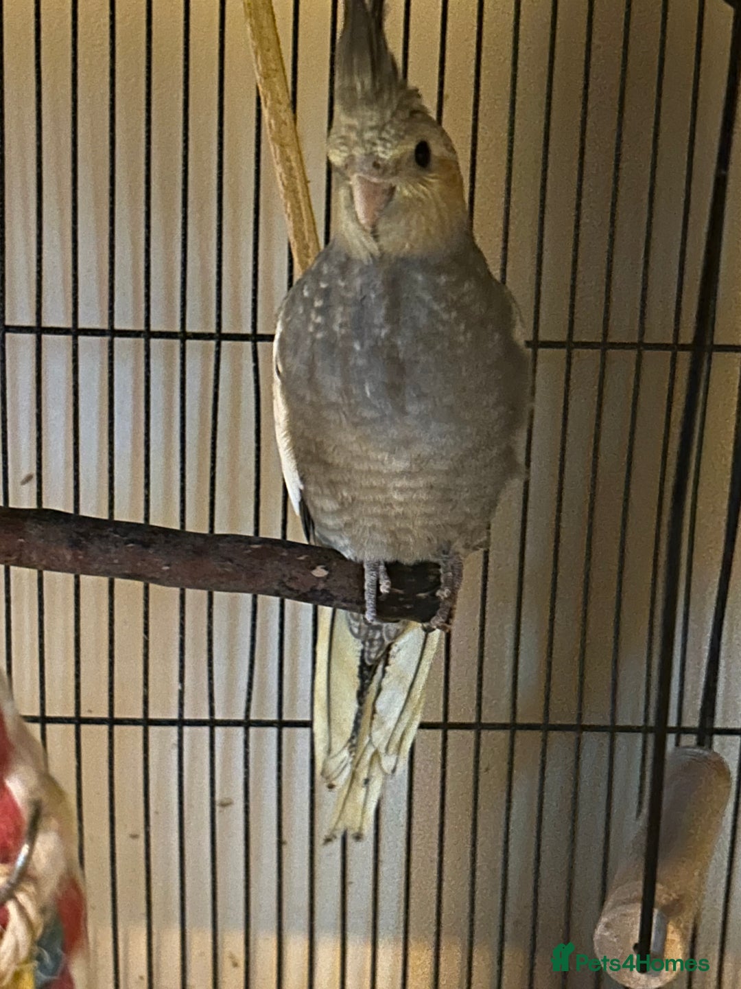 Cockatiels birds for sale: Young cockatiel for sale  - Advert 1