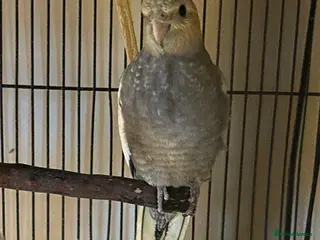 Cockatiels birds Young cockatiel for sale - Advert 5