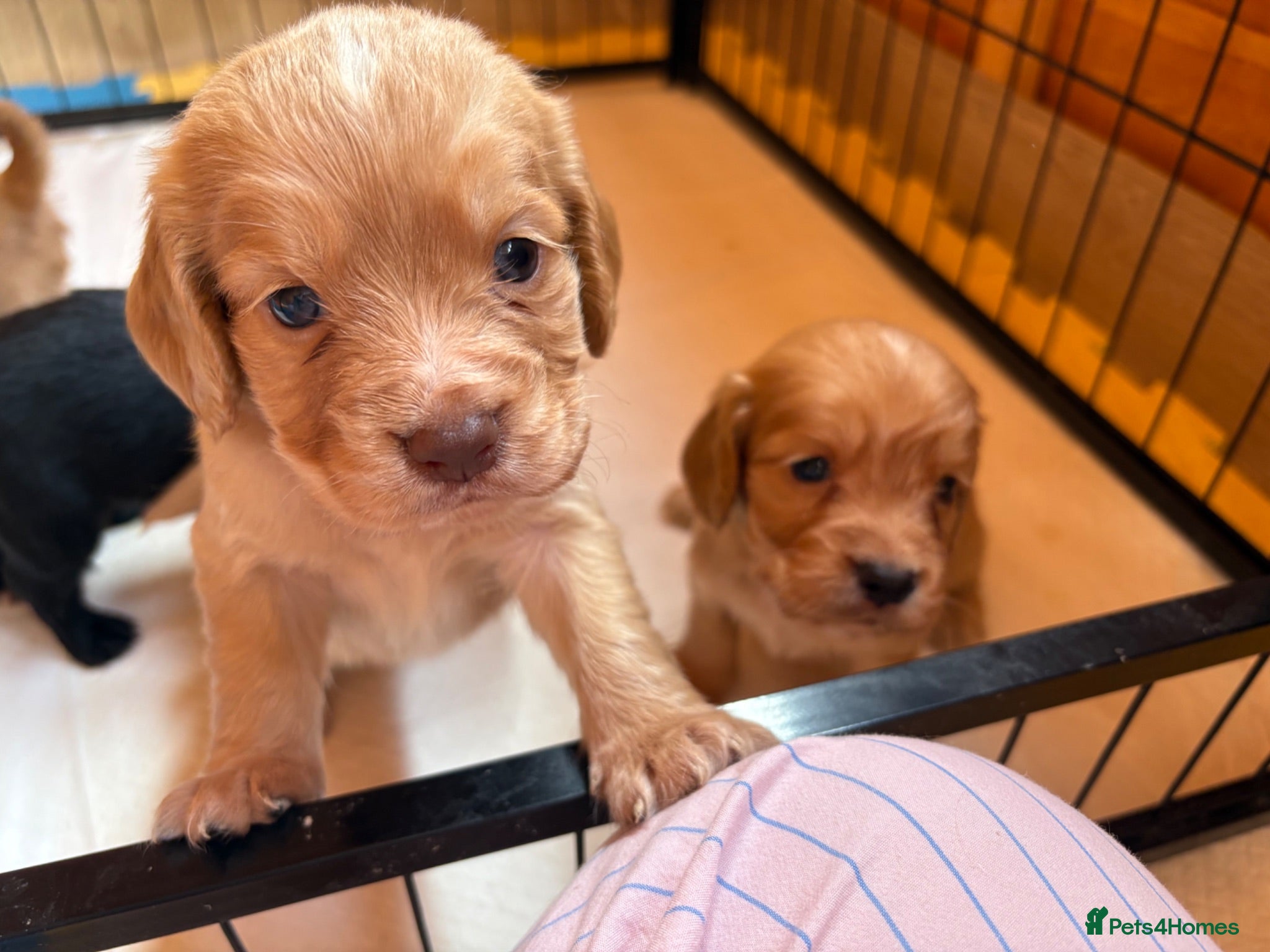 Cocker Spaniel dogs Stunning Working Cocker spaniel puppies!! - Advert 5