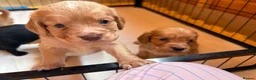 Cocker Spaniel dogs for sale: Stunning Working Cocker puppies!! 1 boy left!! - Advert 8