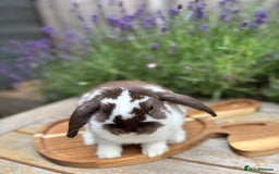 Mini Lop rabbits for sale: 🍫 Beautiful chocolate butterfly mini lop 👀 🏡  - Image 3