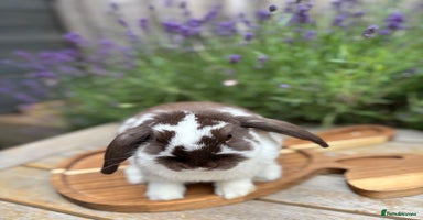 Mini Lop rabbits - Advert 4