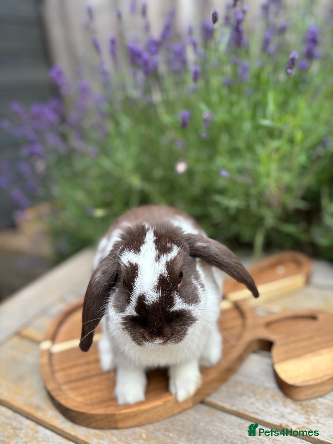 Mini Lop rabbits for sale: 🍫 Beautiful chocolate butterfly mini lop 👀 🏡  - Image 3