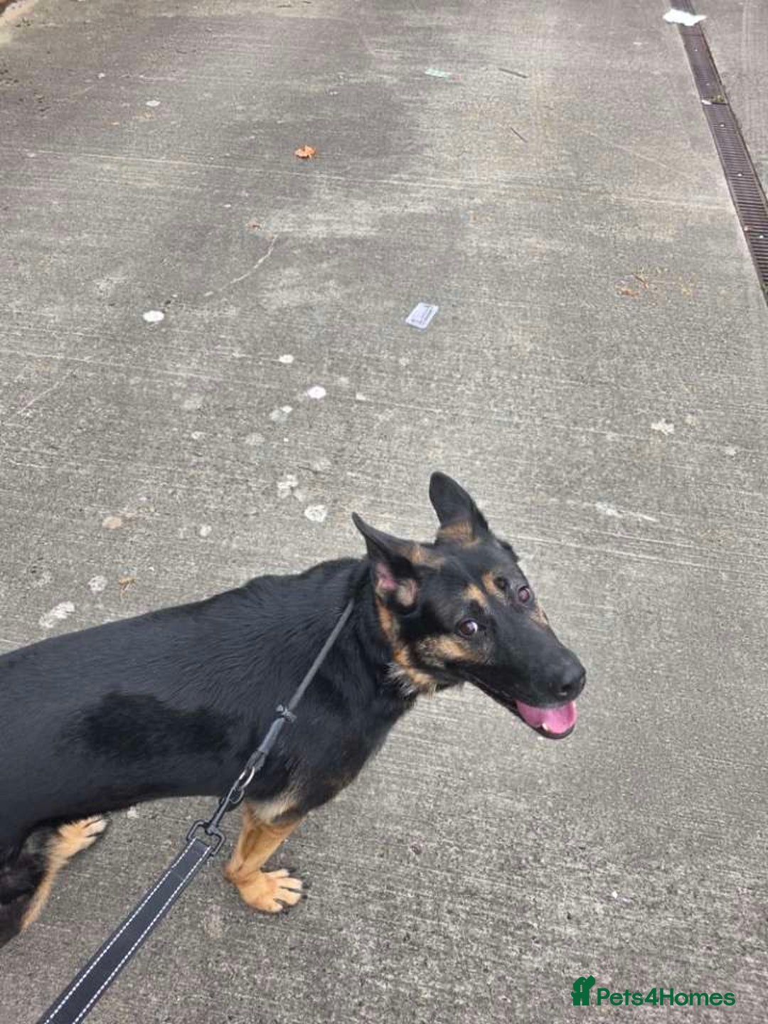 German Shepherd dogs for sale: KC Registered Loving German Shepard  - Advert 4