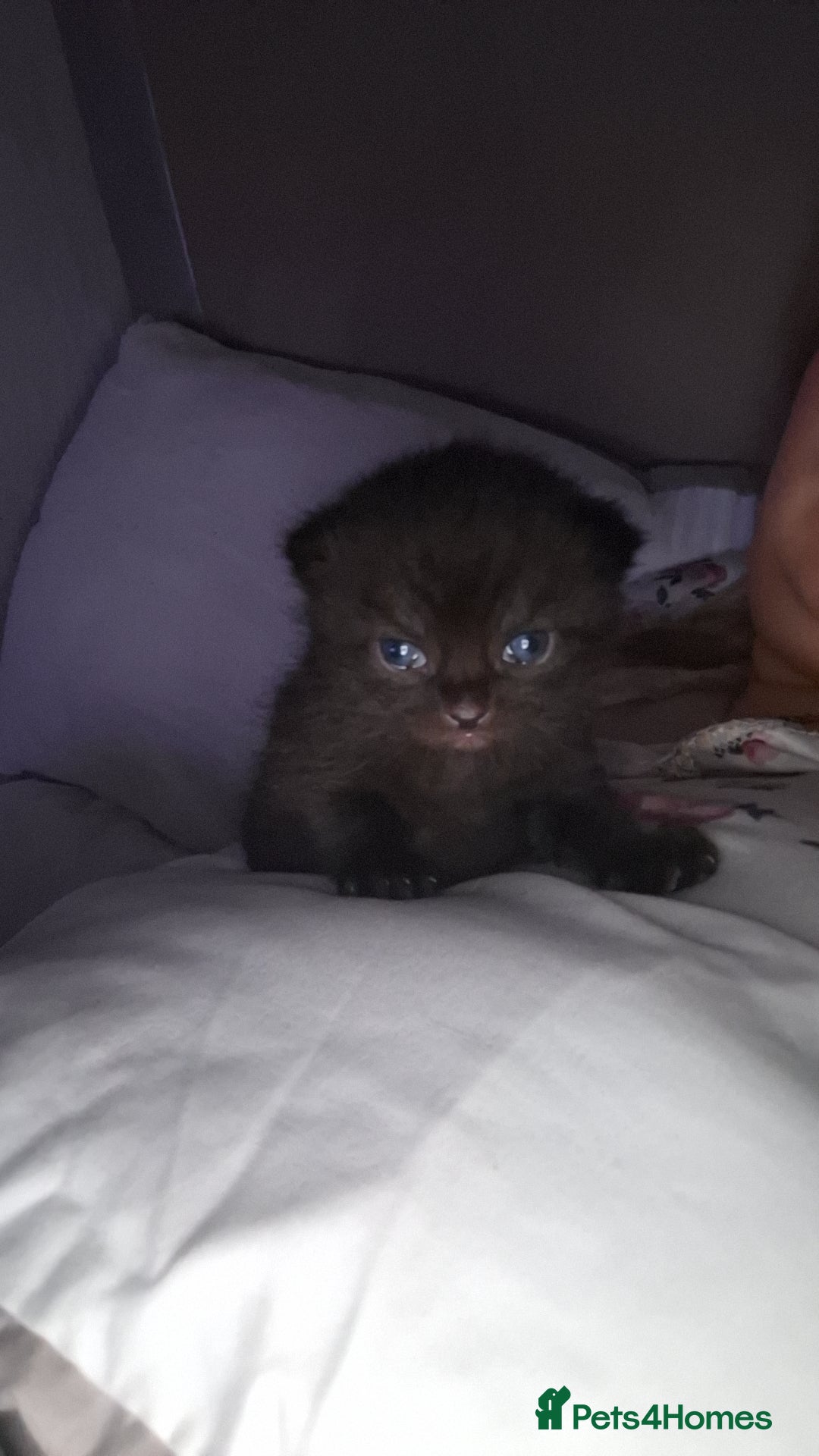 Mixed Breed cats for sale: British short hair mixed  - Advert 5