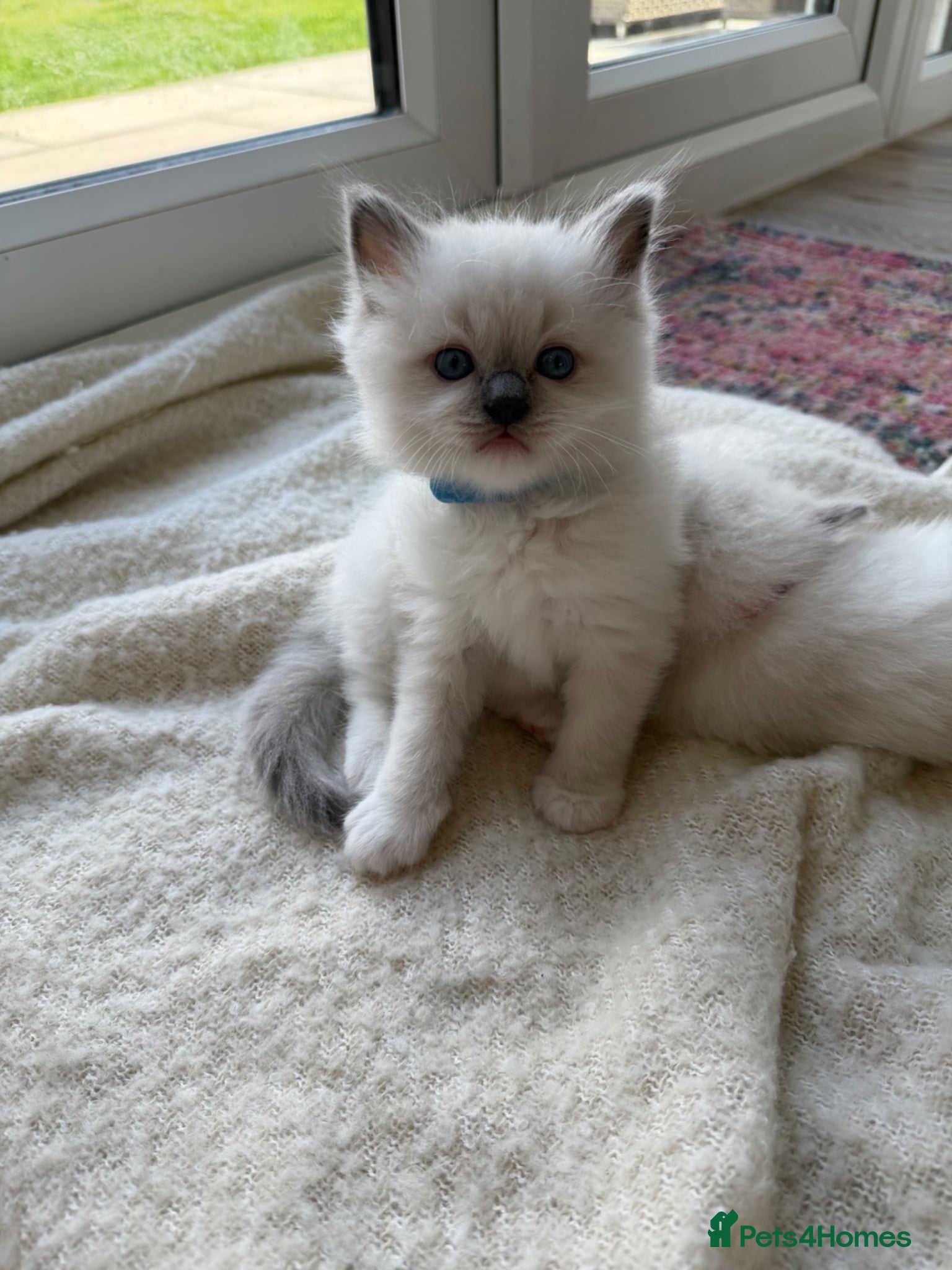 Ragdoll cats Stunning Champion Bloodline GCCF Kittens - Advert 2