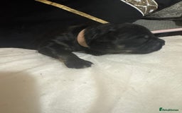 Mixed Breed dogs for sale: Rottweiler cross puppies - Image 15