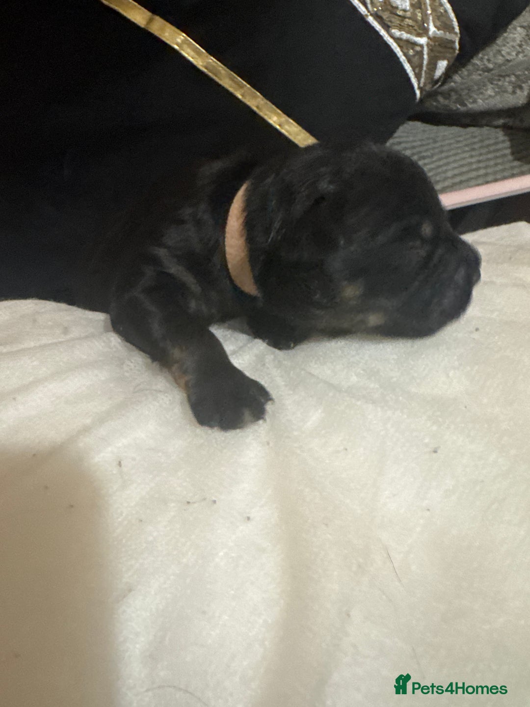 Mixed Breed dogs for sale: Rottweiler cross puppies - Image 15