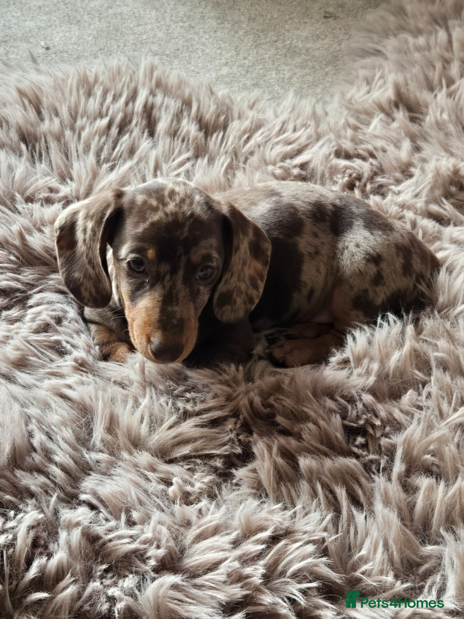 Miniature Dachshund dogs READY NOW Miniature smooth haired Dachshund - Advert 5