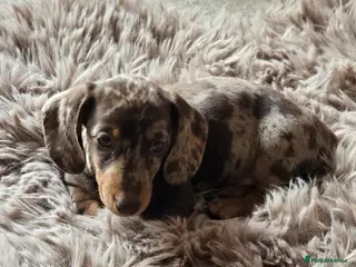 Miniature Dachshund dogs READY NOW Miniature smooth haired Dachshund - Advert 5