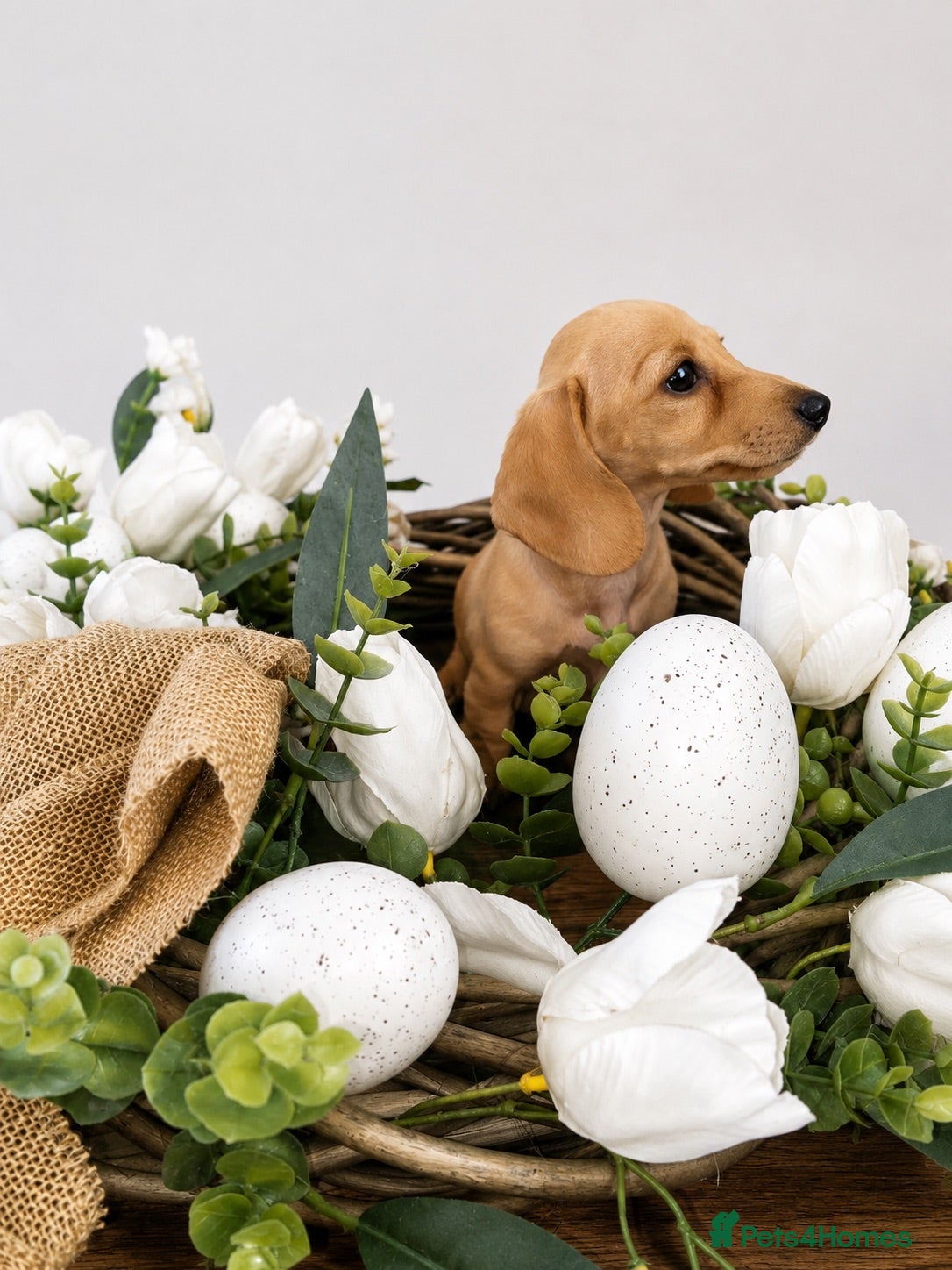 Miniature Dachshund dogs English Cream Mini Ready now  - Advert 9