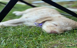 Australian Labradoodle dogs for sale: Genuine Australian Labradoodle (not poodle-lab mix in Wallington - Image 4