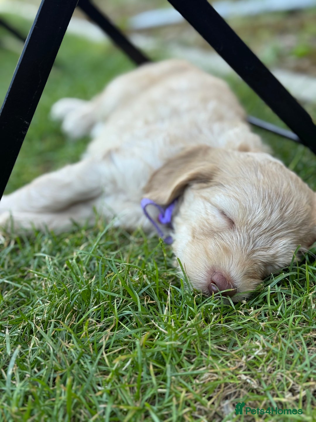 Australian Labradoodle dogs for sale: Genuine Australian Labradoodle (not poodle-lab mix in Wallington - Image 4