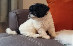 Cockapoo dogs for sale: Best Friend Sofa Companions 🥰 Fully vaccinated  - Image 19