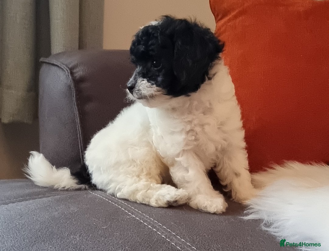 Cockapoo dogs for sale: Best Friend Sofa Companions 🥰 Fully vaccinated  - Image 19