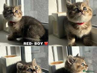 British Shorthair cats - Advert 1