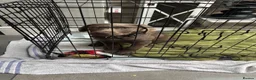 Labrador Retriever dogs for sale: Silver labrador in Bilston - Advert 5
