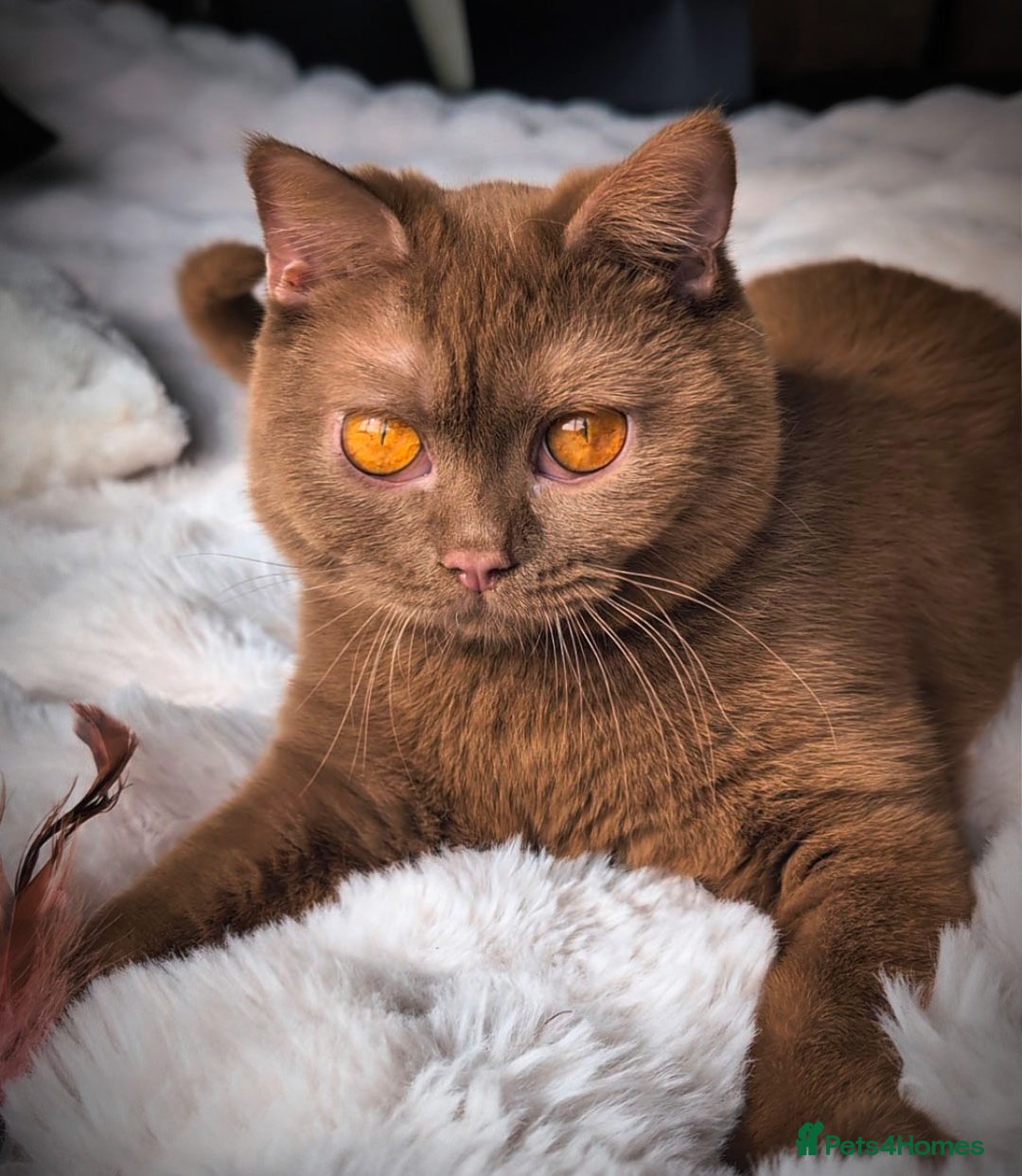 British Shorthair cats for stud: 💦CINNAMON BSH❣️GCCF & TICA active💙STUD 🩸Blood B - Image 10