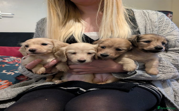 Miniature Dachshund dogs - Advert 4