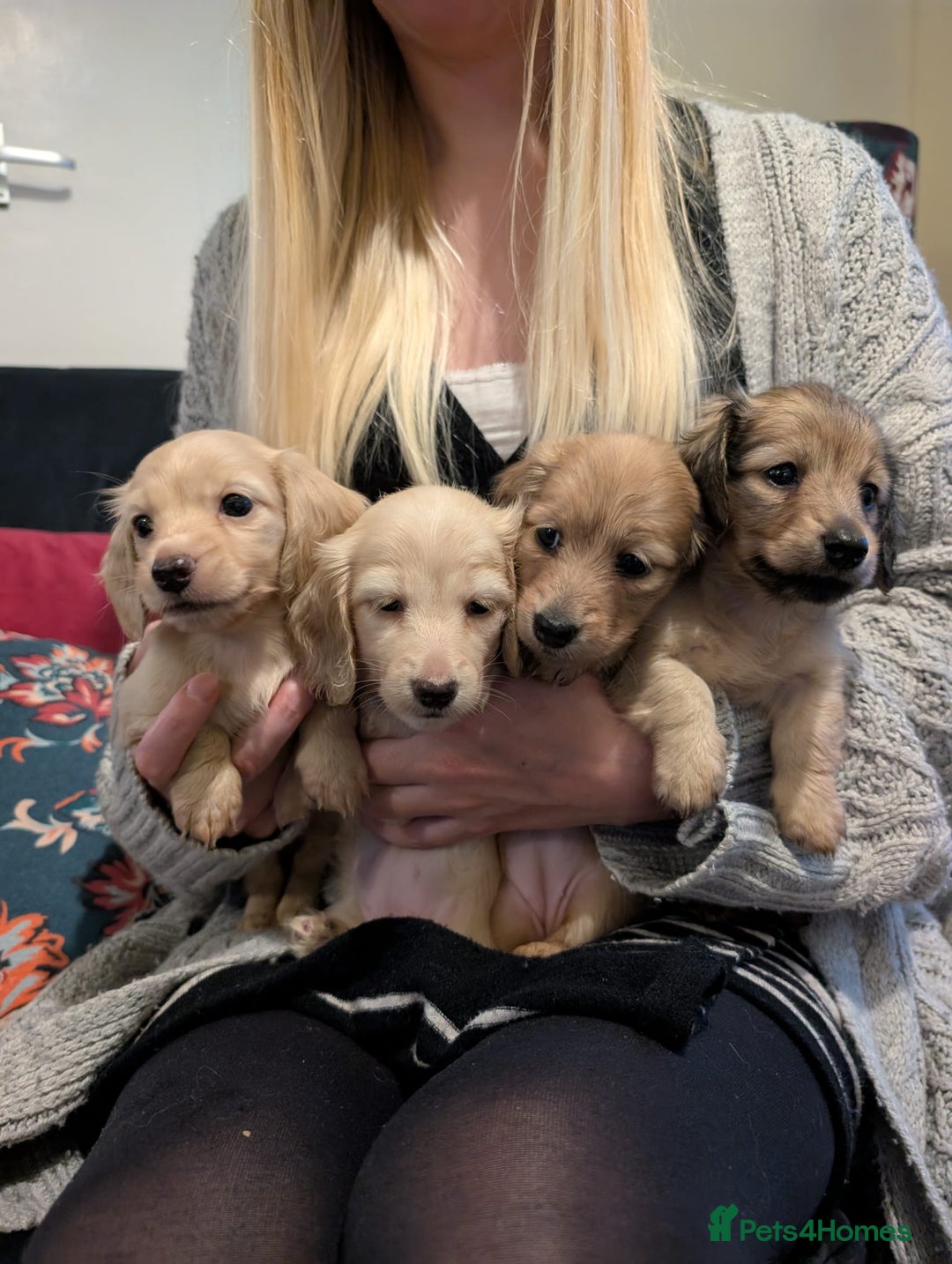 Miniature Dachshund dogs for sale: Beautiful cream KC long haired mini dachshunds - Image 1