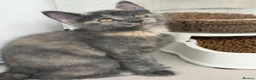 Scottish Fold cats for sale: 2 LEFT Scottish Fold & Scottish Straight kittens  - Advert 1