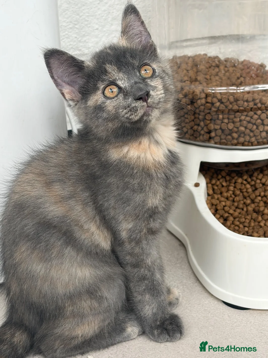 Scottish Fold cats for sale: 2 LEFT Scottish Fold & Scottish Straight kittens  - Advert 1