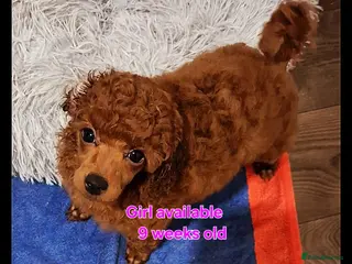 Miniature Poodle dogs 🧡Pedigree Red Miniature Poodle GIRL DNA tested🧡 - Advert 18