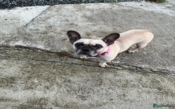 French Bulldog dogs for sale: Gorgeous Frenchie pups - Image 9