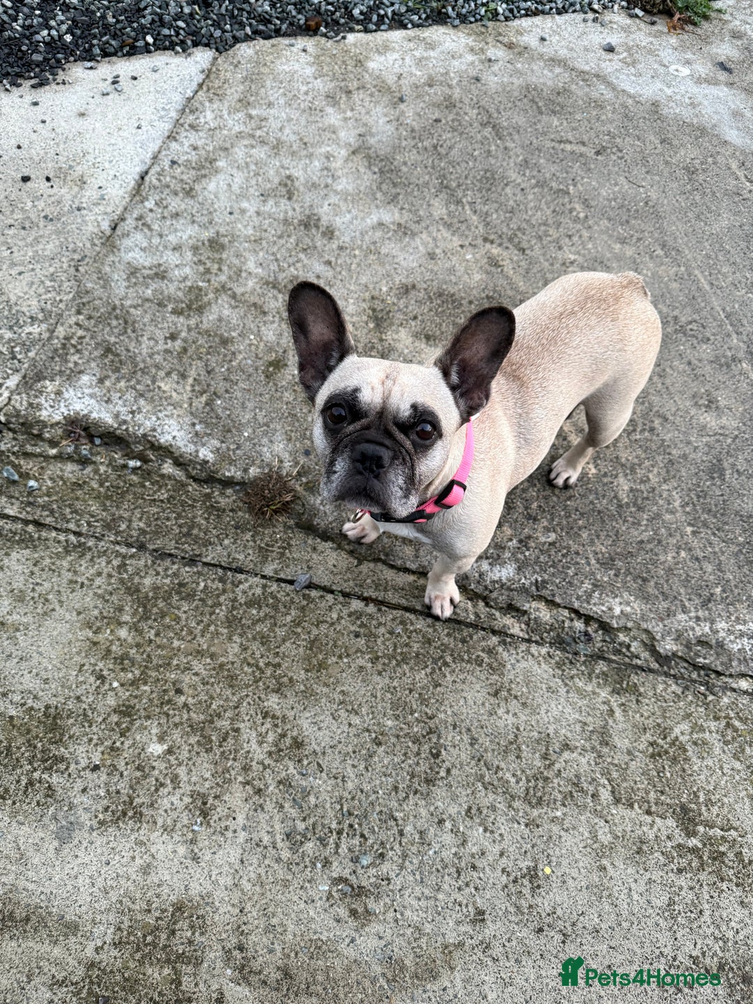 French Bulldog dogs for sale: Gorgeous Frenchie pups - Image 9