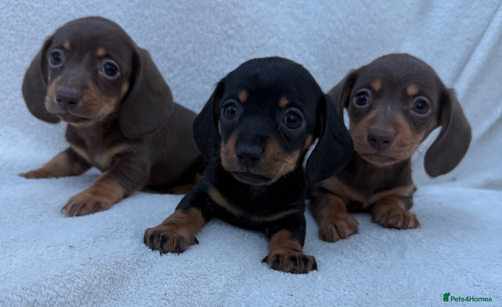 Miniature Dachshund dogs 3x female miniature dachsunds - Advert 4