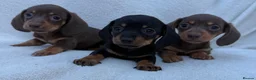 Miniature Dachshund dogs for sale: 3x female miniature dachsunds - Advert 1
